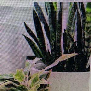 Meet your Posher, Jihyun